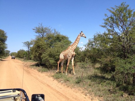 Giraffe_Kapama