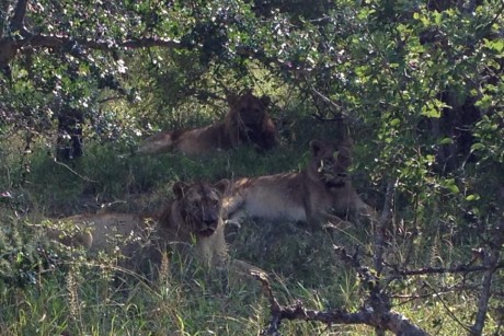 Lions_Kapama