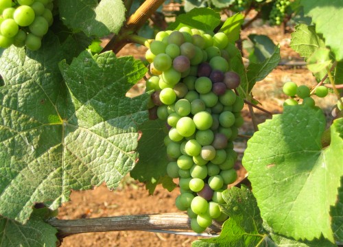 Pinot Grapes 1