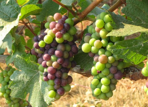 Pinot Grapes 2