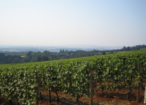 Vineyard Willamette 2