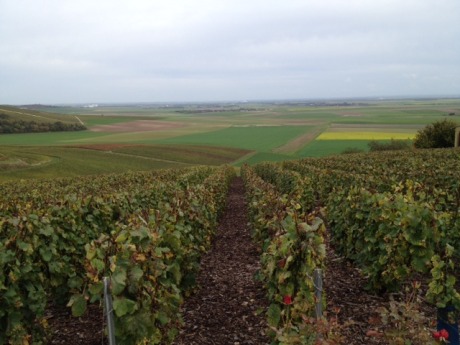 View of the valley on the side of Broyes opposite of Yves Jacopé. Beauty and vines everywhere you look!