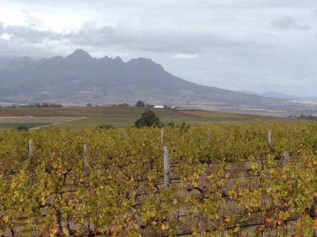 The view from Reyneke wines at Uitzicht Farm